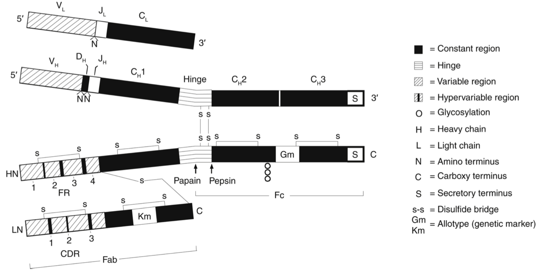 attachment/AttachedPic/Ab_structure.png