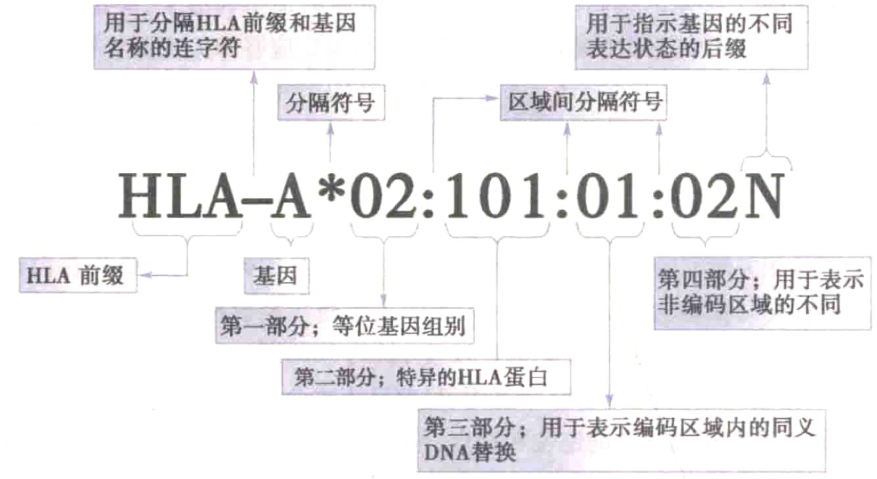 attachment/AttachedPic/HLA 命名举例.png