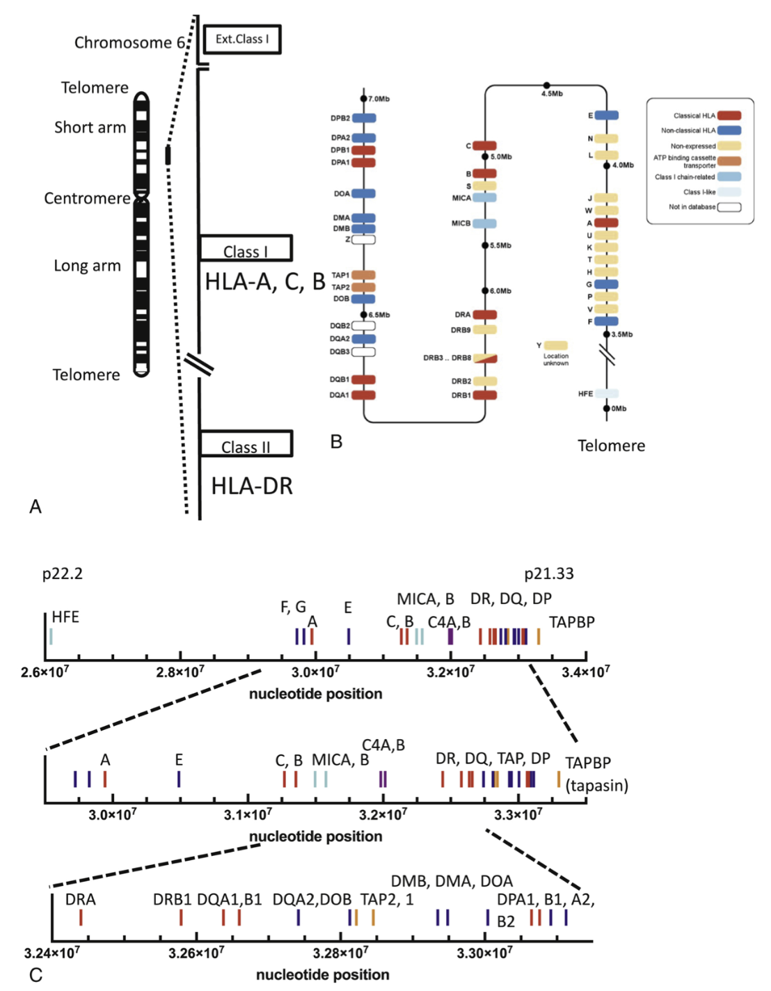 attachment/AttachedPic/Map of the human MHC.png