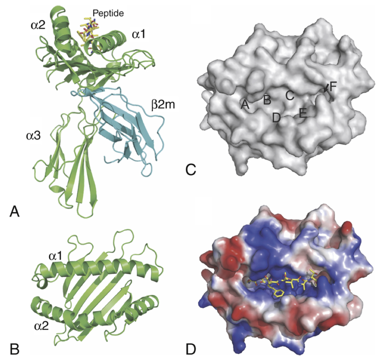 attachment/AttachedPic/Structure of the MHC-I molecule.png