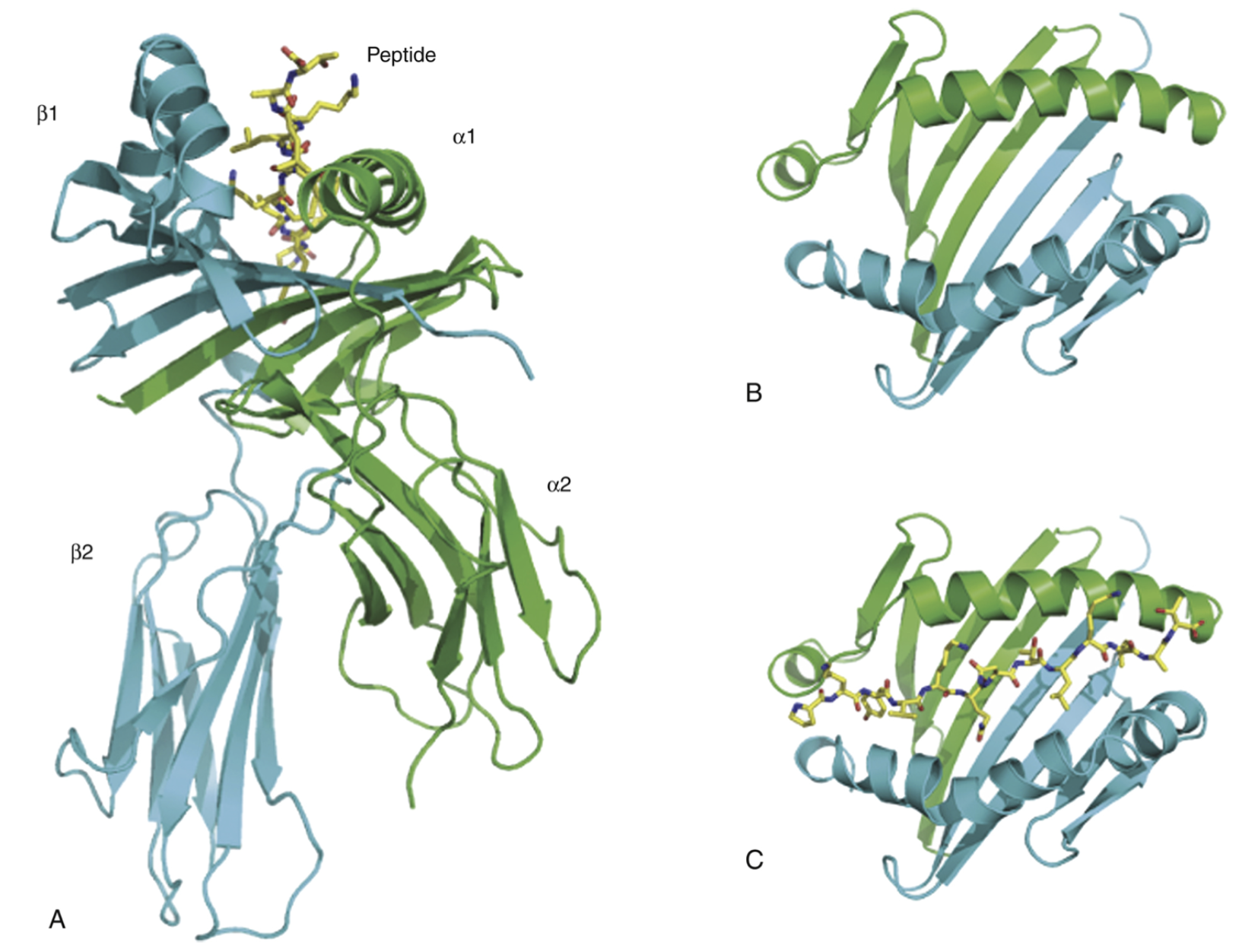 attachment/AttachedPic/Structure of the MHC-II molecule.png