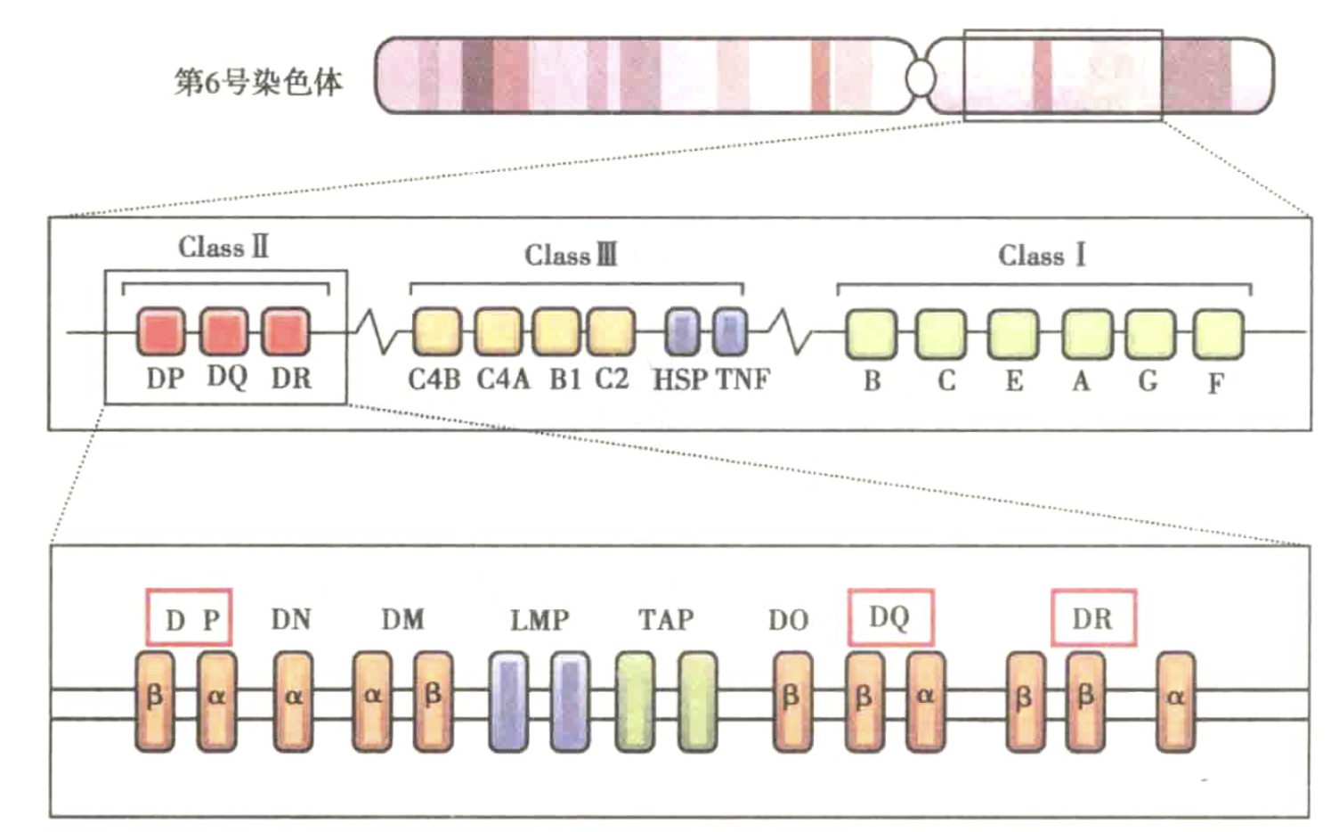attachment/AttachedPic/人 HLA 复合体结构示意图.png