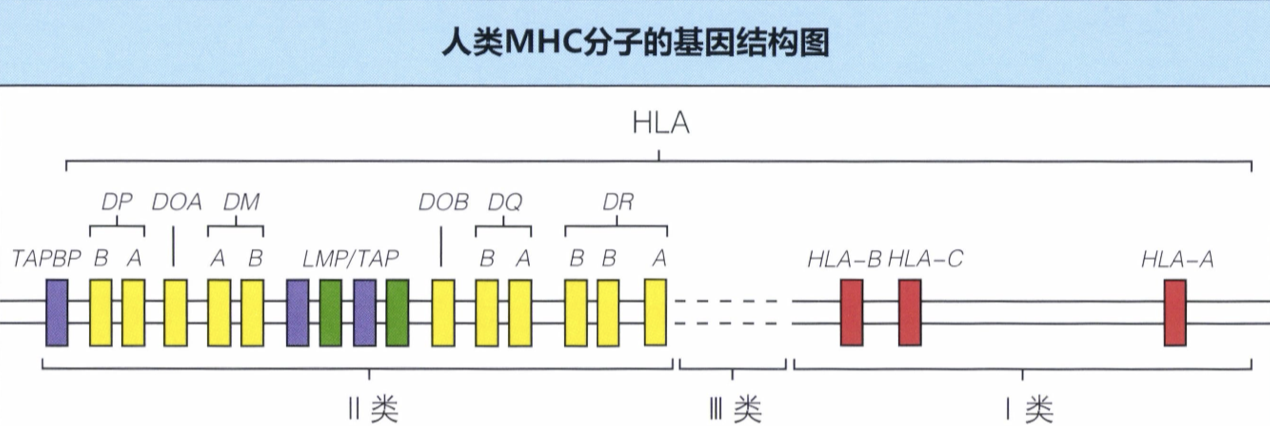 attachment/AttachedPic/人类MHC分子的基因结构图.png