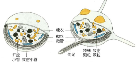 attachment/AttachedPic/血小板开放致密小管.png