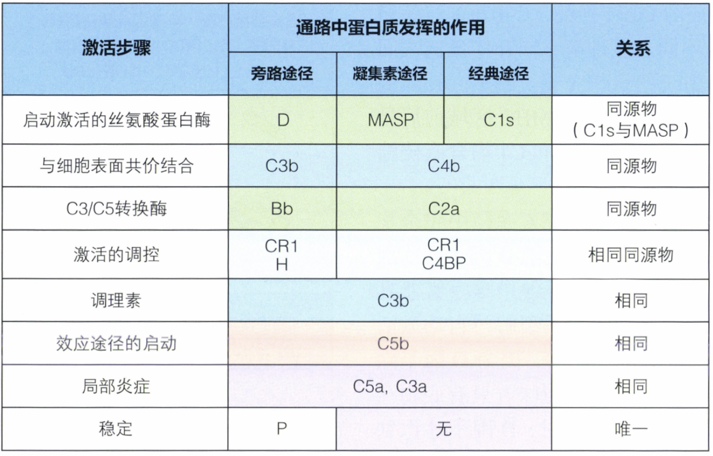 补体激活的旁路途径凝集素途径和经典途径之间存在密切的进化关系.png