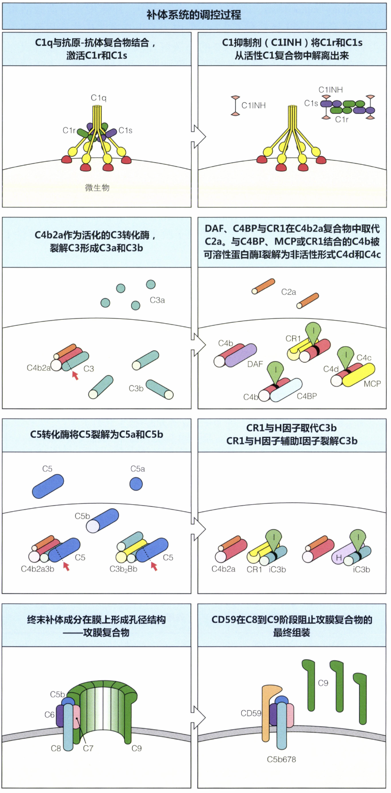 补体系统的调控过程.png