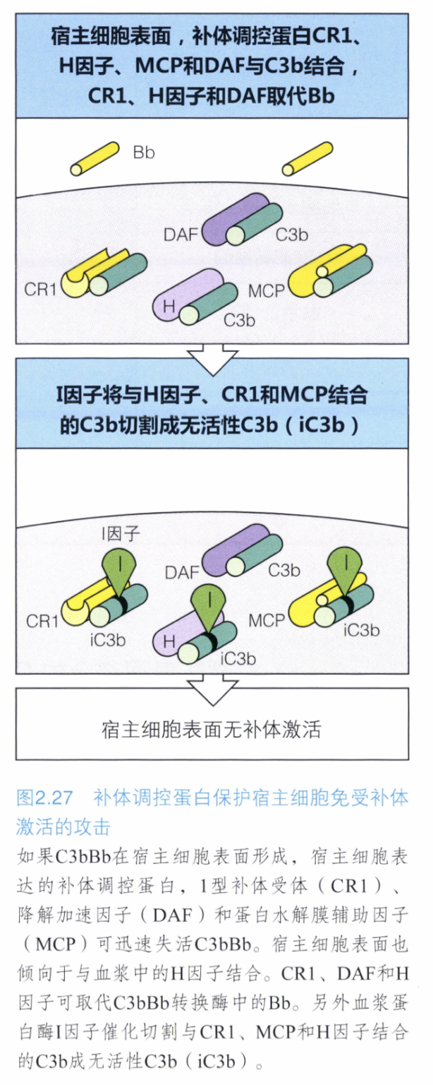 补体调控蛋白保护宿主细胞免受补体激活的攻击.png